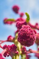 Flower Plant Nature