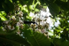 Nature Plant Sheet