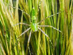 Green Lynx Spider Peucetia