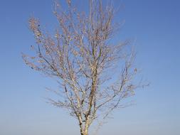 Tree Dead Winter