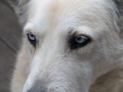 Dog White Face