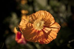 Flower orange petals in garden
