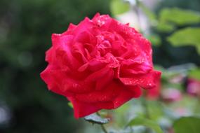 Roses Love Beautiful The