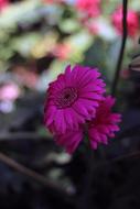 pink flowers in the shade