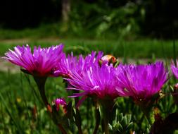 Flowers in Garden at Sunshine