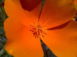 California Poppies Flower Orange