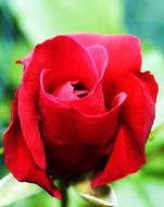 rosebud with red petals