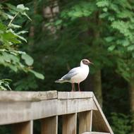 cute bird resting in the sun