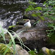 Larus Ridibundus Laughing Gull in wildlife