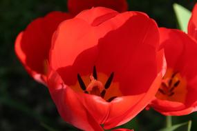 red open tulip bud in the garden