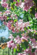 Flower Plant Garden