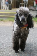 Poodle Miniature Dog