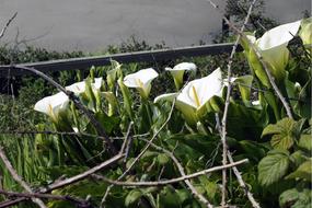 White calla bushes