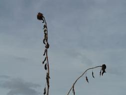 dried sunflower stalk