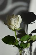 Rose White Love