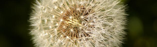 Dandelion Seeds Roadside banner