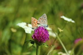 Butterflies Spring Flower