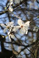 Tree Branch Flower