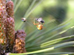 Spider Web Insect Trap