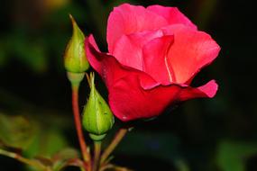 Rose Blossom Blooming in garden