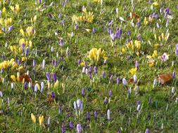 Crocus Spring Flowers