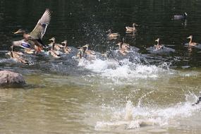 Ducks Pond Park