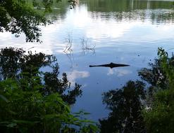 Lake Crocodile Optical