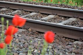 Red Poppy Near Railway Romantic