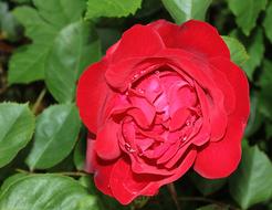 large red rosebud