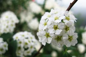 Flowers White Summer