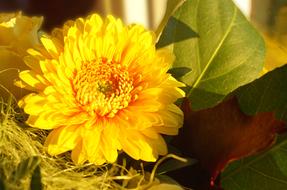 Flower Nature Background
