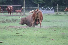 Horned bull in the meadow