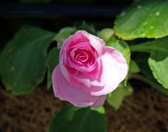 pink rose in the green garden