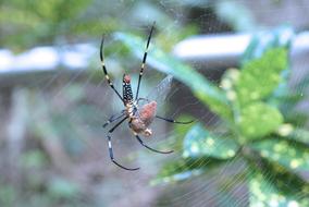 Spider Insect Nature