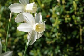 Narcissus Flowers