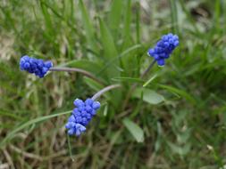 blue blooming buds