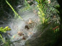 Agelenidae Spider South West Of france