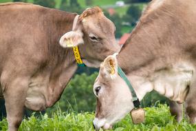 Cows Pasture Alm