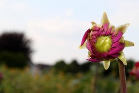 beautiful flower bud in the field