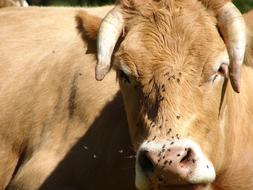 domestic Cow on farm