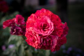 Roses Flower Bloom