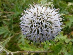 fluffy white flower on a green background