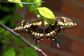 magnificent butterfly on a landscape leaf