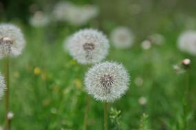 white flower with herbs in a meadow