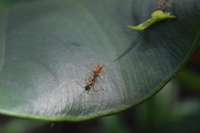 a small ant on the foliage