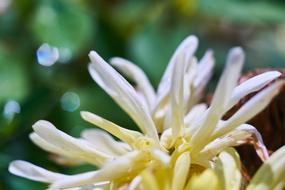 white flowers macro landscape