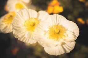 white flowers on landscape background