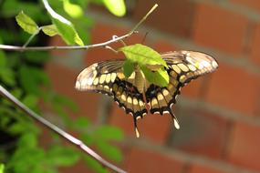 butterfly tree garden