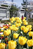 yellow tulips road