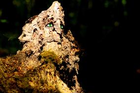 night tree face